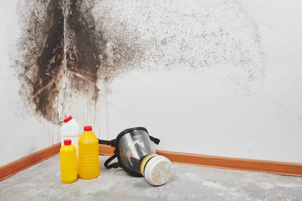 Best Professional Mold Removal  in Gaffney, SC
