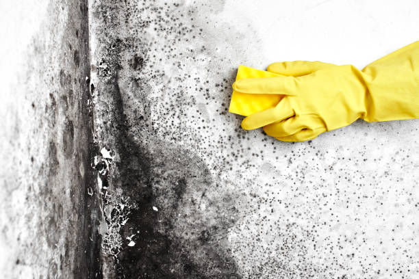 Crawl Space Mold Removal in Gaffney, SC