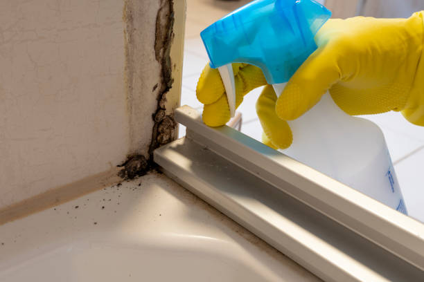 Mold Removal and Inspection in Gaffney, SC